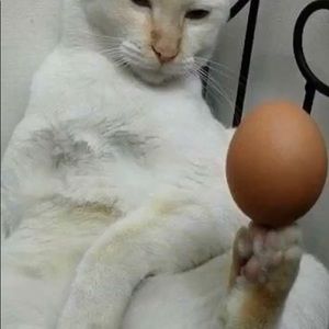 Just an egg